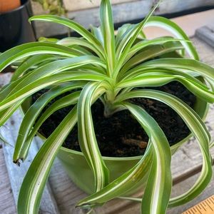 Bonnie Curly Spider Plant